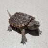Baby Snapping Turtle-Baby-Snapping-Turtle.jpg