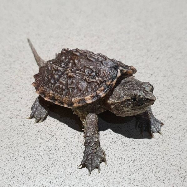 Baby Snapping Turtle-Baby-Snapping-Turtle.jpg