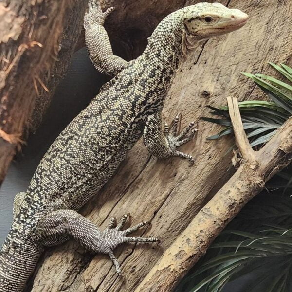 Baby Yellow Quince Monitor-Baby-Yellow-Quince-Monitor.jpg