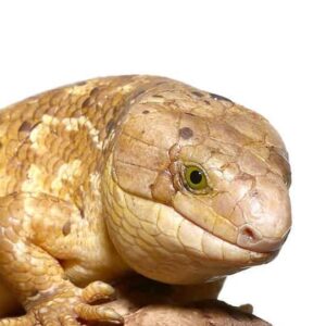 Banana Phase Baby Monkey Tail Skink-Banana-Phase-Baby-Monkey-Tail-Skink.jpg