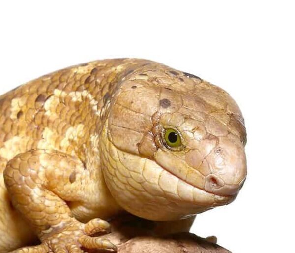 Banana Phase Baby Monkey Tail Skink-Banana-Phase-Baby-Monkey-Tail-Skink.jpg