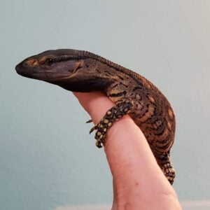 Black Throat Monitor (6-8 inches)-Black-Throat-Monitor-6-8-inches.jpg