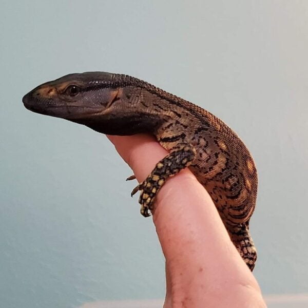 Black Throat Monitor (6-8 inches)-Black-Throat-Monitor-6-8-inches.jpg