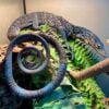 Blue Tail Monitor-Blue-Tail-Monitor.jpg