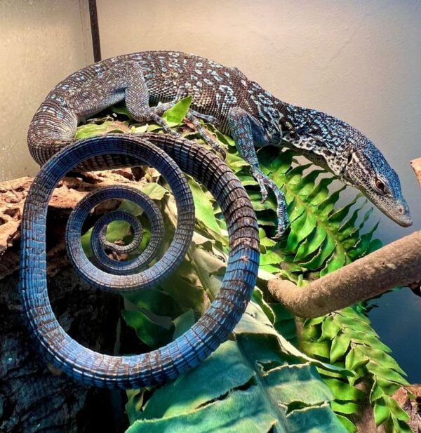 Blue Tail Monitor-Blue-Tail-Monitor.jpg