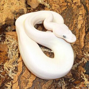 Blue eyed leucistic ball python