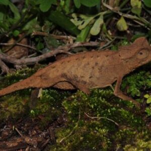 Brookesia Stumpffi Pygmy Chameleon