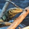 Male Cumming’s Water Monitor-CUMMINGS-WATER-MONITORS.jpg