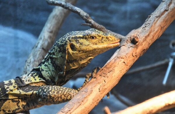 Male Cumming’s Water Monitor-CUMMINGS-WATER-MONITORS.jpg