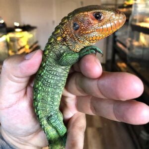 Caiman lizard-Caiman-lizard.jpg