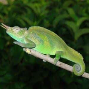 Cameroon Two Horned Chameleon-Cameroon-Two-Horned-Chameleon-Chamaeleo-Trioceros-montium.jpg
