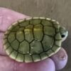Caramel Albino Slider Turtle-Caramel-Albino-Slider-Turtle.jpeg