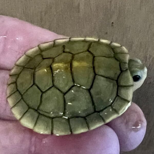Caramel Albino Slider Turtle-Caramel-Albino-Slider-Turtle.jpeg