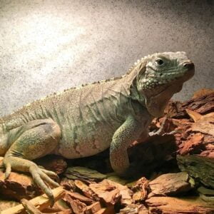 Cayman Brac Iguana-Cayman-Brac-Iguana.jpg