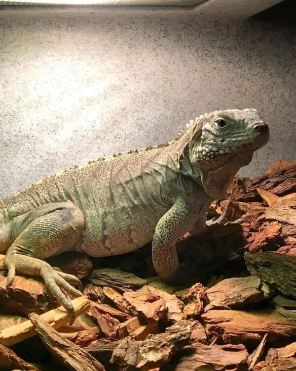 Cayman Brac Iguana-Cayman-Brac-Iguana.jpg