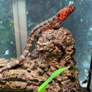 Chinese Crocodile Lizard-Chinese-Crocodile-Lizard.jpg