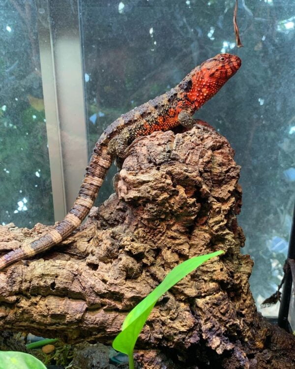 Chinese Crocodile Lizard-Chinese-Crocodile-Lizard.jpg
