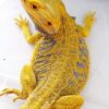 Citrus Bearded Dragon-Citrus-Bearded-Dragon.jpg
