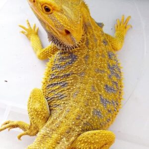 Citrus Bearded Dragon-Citrus-Bearded-Dragon.jpg
