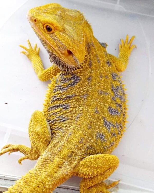Citrus Bearded Dragon-Citrus-Bearded-Dragon.jpg