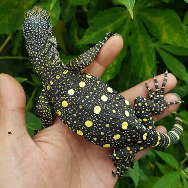 Crocodile Monitor-Crocodile-Monitor.jpg