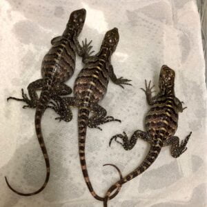 Cuban Rock Iguana-Cuban-Rock-Iguana1.jpg