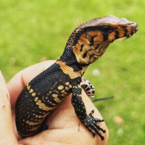 DUMERIL’S MONITORS-DUMERILS-MONITORS.jpg