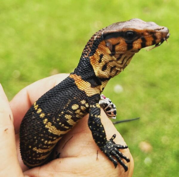 DUMERIL’S MONITORS-DUMERILS-MONITORS.jpg