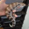 Eastern blue tongue skinks-Eastern-blue-tongue-skinks.jpg