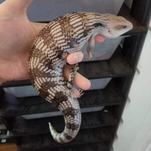Eastern blue tongue skinks-Eastern-blue-tongue-skinks.jpg