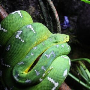 Emerald Tree Boa (adults)