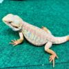Exact Hypo Paradox Bearded Dragon-Exact-Hypo-Paradox-Bearded-Dragon.jpeg