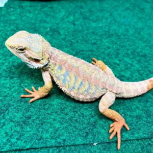Exact Hypo Paradox Bearded Dragon-Exact-Hypo-Paradox-Bearded-Dragon.jpeg