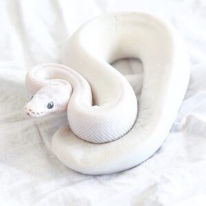 Female Blue Eyed Leucistic Ball Python