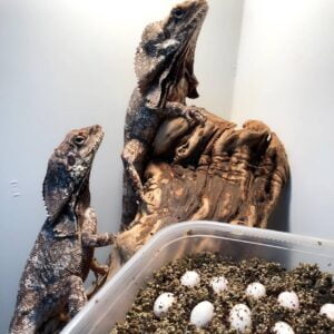Frilled Dragon-Frilled-Dragon.jpg