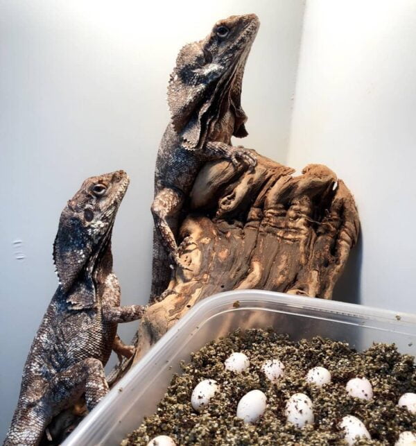 Frilled Dragon-Frilled-Dragon.jpg