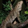 Grand Cayman Blue Iguana-Grand-Cayman-Blue-Iguana.jpg