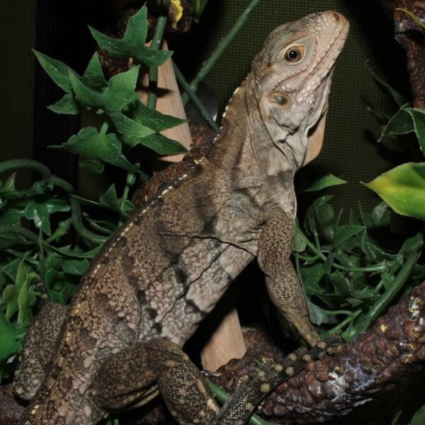 Grand Cayman Blue Iguana-Grand-Cayman-Blue-Iguana.jpg