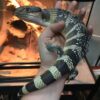 Halmahera Blue Tongue Skink-Halmahera-Blue-Tongue-Skink.jpg