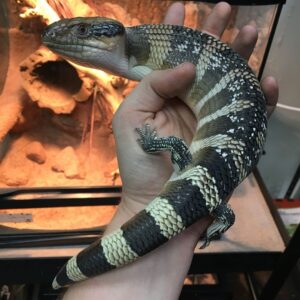 Halmahera Blue Tongue Skink-Halmahera-Blue-Tongue-Skink.jpg
