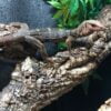 Hatchling Spiny Neck Monitor-Hatchling-Spiny-Neck-Monitor.jpeg