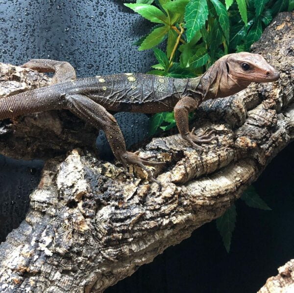 Hatchling Spiny Neck Monitor-Hatchling-Spiny-Neck-Monitor.jpeg
