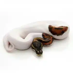 High White Pied Ball Python
