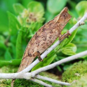 Horned Pygmy Chameleon-Horned-Pygmy-Chameleon-Brookesia-superciliaris.jpg