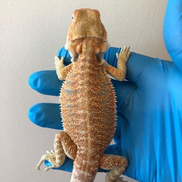 Hypo Bearded Dragon-Hypo-Bearded-Dragon.jpg