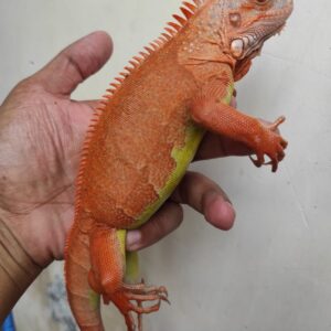 Hypo Iguana