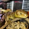 Hypo Monkey Tail Skink-Hypo-Monkey-Tail-Skink.jpeg