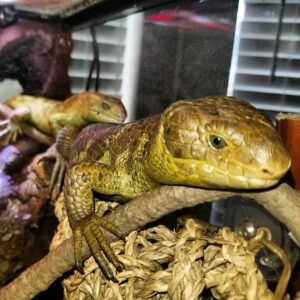 Hypo Monkey Tail Skink-Hypo-Monkey-Tail-Skink.jpeg