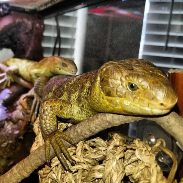 Hypo Monkey Tail Skink-Hypo-Monkey-Tail-Skink.jpeg
