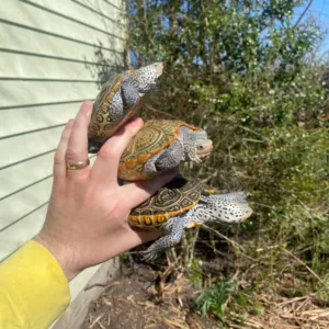 Adult Diamondback Terrapin Trio (Malaclemys terrapin)-IMG-4774_600x.webp